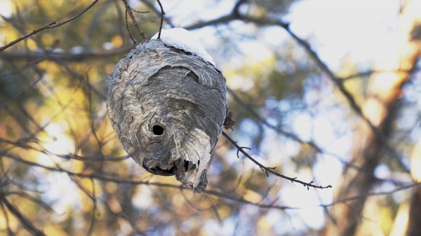 paper wasp nest in winter by Joe Riederer